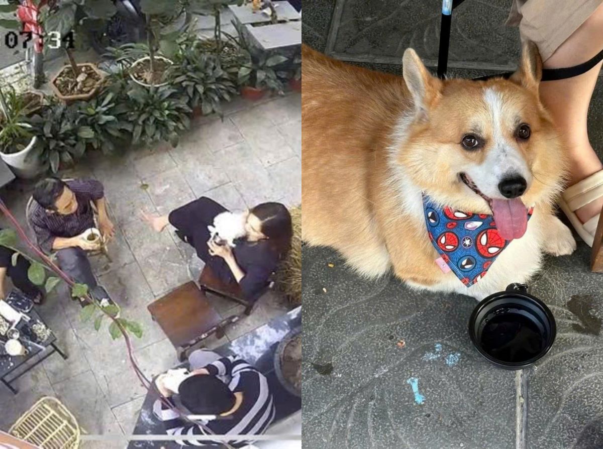 Vụ khách cho chó uống bằng cốc của người ở quán cà phê: Thái độ phản ứng của khách gây phẫn nộ