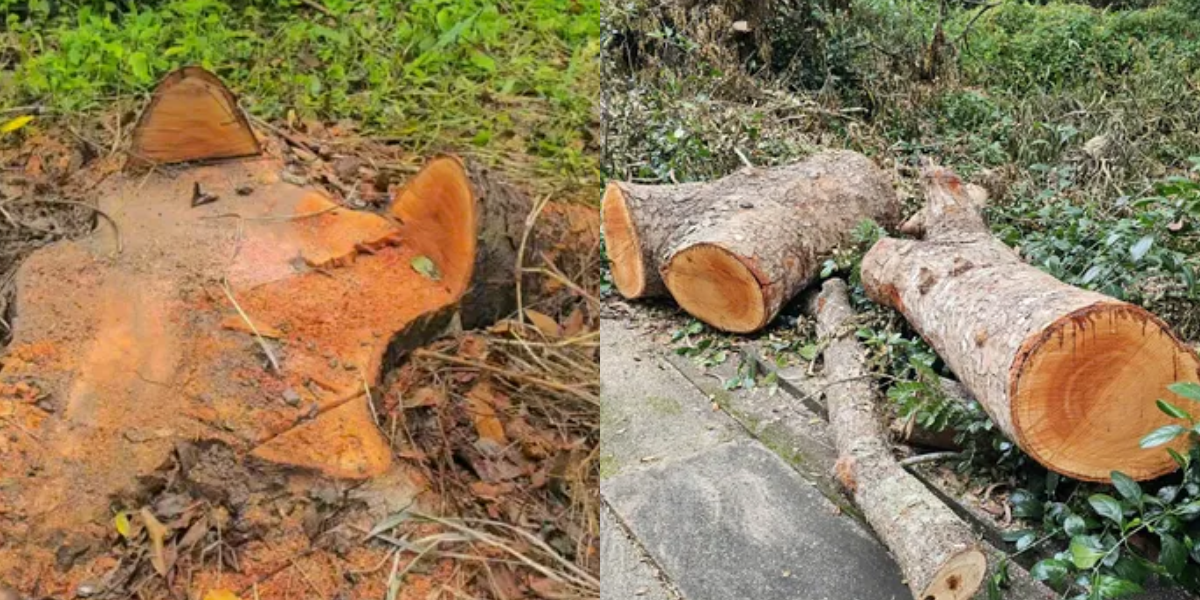 Hiện trường điều tra vụ 42 cây xanh ở Hồ Nước Ngọt bị đốn hạ, lộ nhiều chi tiết bất thường 