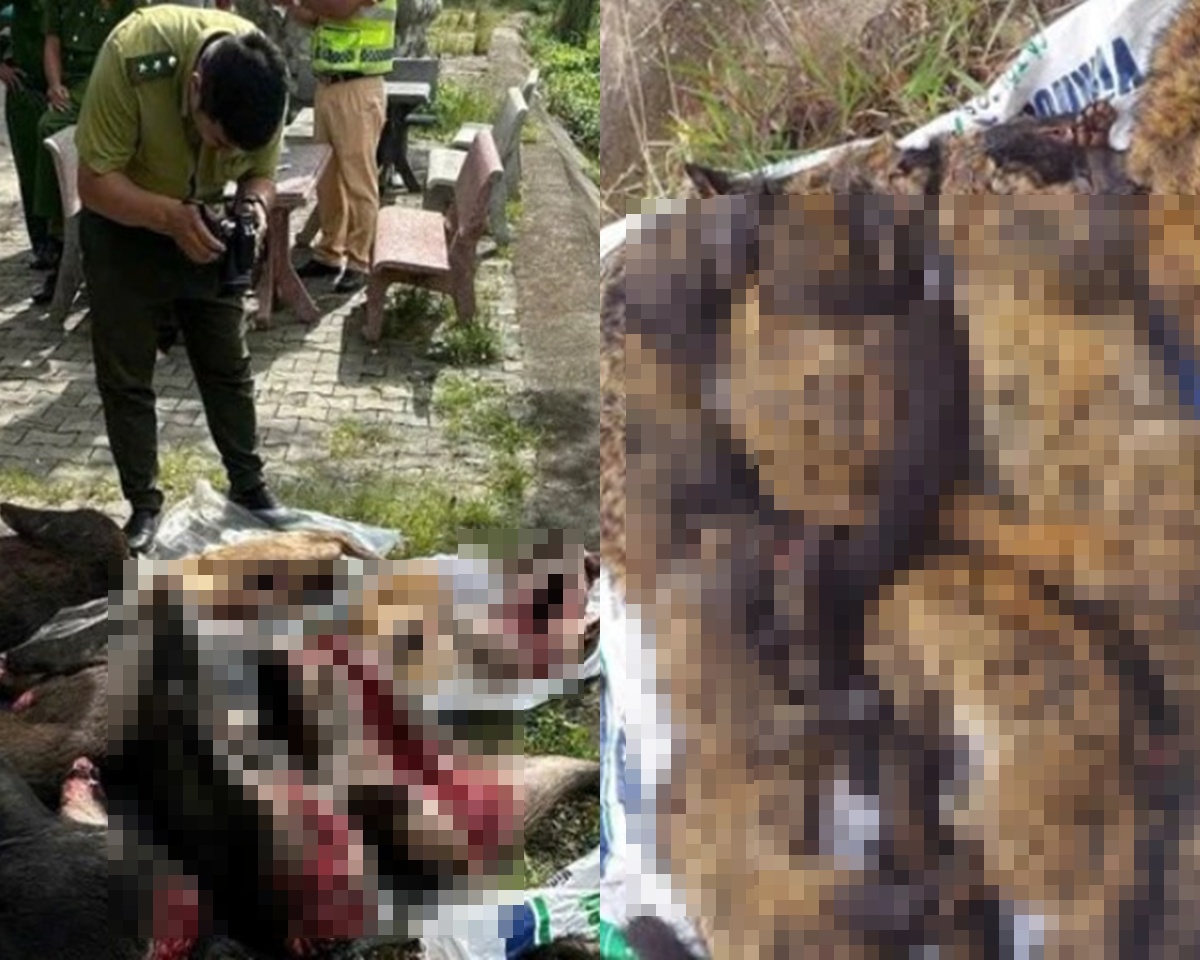 Chặn đứng xe kh&aacute;ch Bắc - Nam chở lượng lớn động vật nguy cấp, qu&yacute; hiếm: Hiện trường c&oacute; g&igrave; đặc biệt?