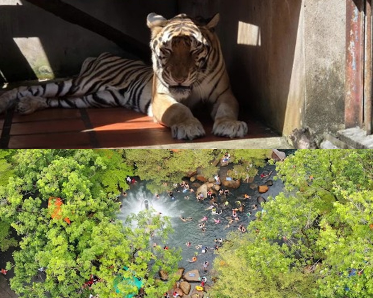 Đại diện Khu du lịch Thủy Ch&acirc;u n&oacute;i g&igrave; khi bị bắt quả tang đang nu&ocirc;i nhốt nhiều động vật hoang d&atilde;? 