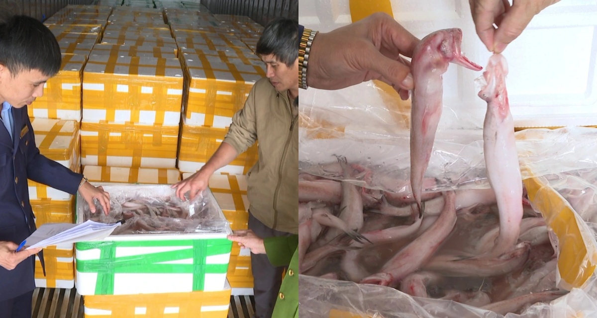 Ph&aacute;t hiện 7 tấn c&aacute; khoai xử l&yacute; bằng h&oacute;a chất cấm đang được tuồn ra thị trường: Lời khai phẫn nộ của t&agrave;i xế