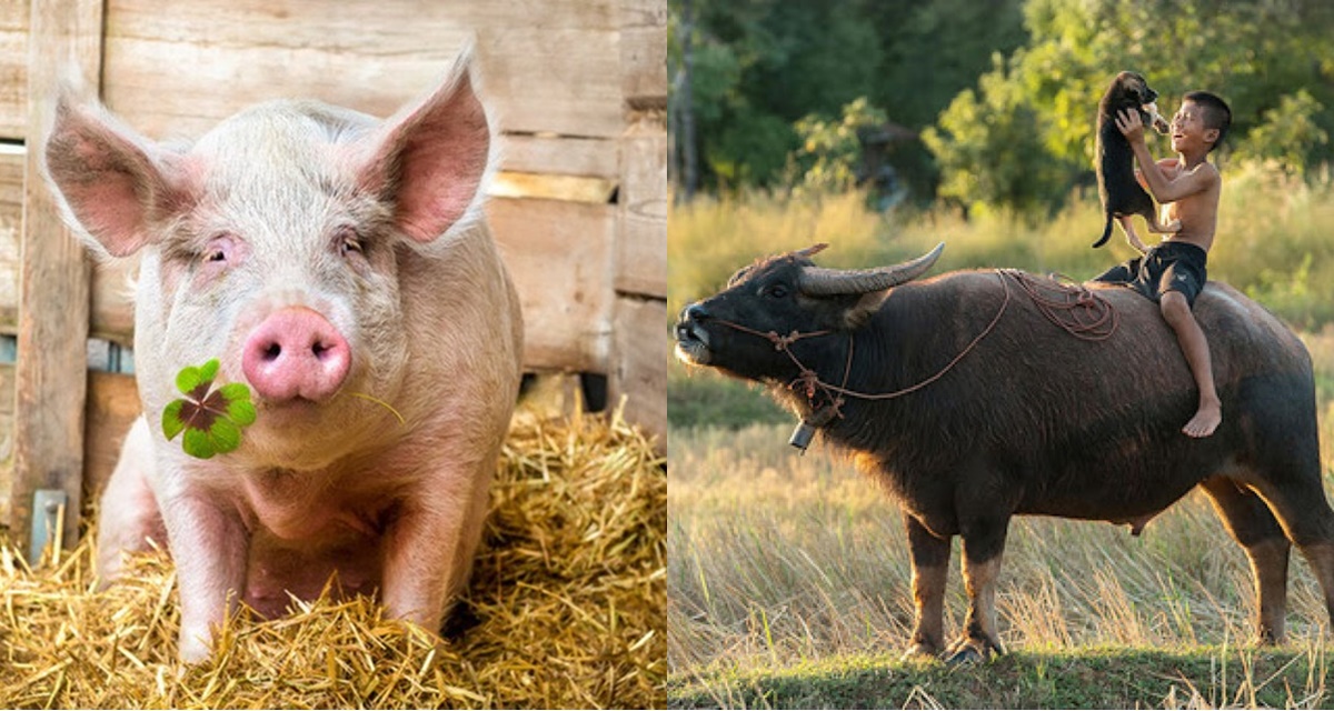 Từ tiếng Việt n&agrave;o giữ nguy&ecirc;n l&agrave; heo lợn nhưng bỏ một dấu lại biến th&agrave;nh tr&acirc;u?