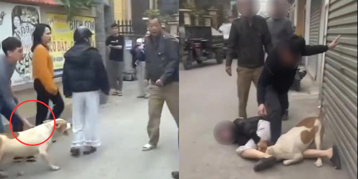 Vụ xua ch&oacute; v&agrave;o cắn người trong l&uacute;c ẩu đả, chủ nu&ocirc;i c&oacute; thể đối mặt những mức &aacute;n n&agrave;o?