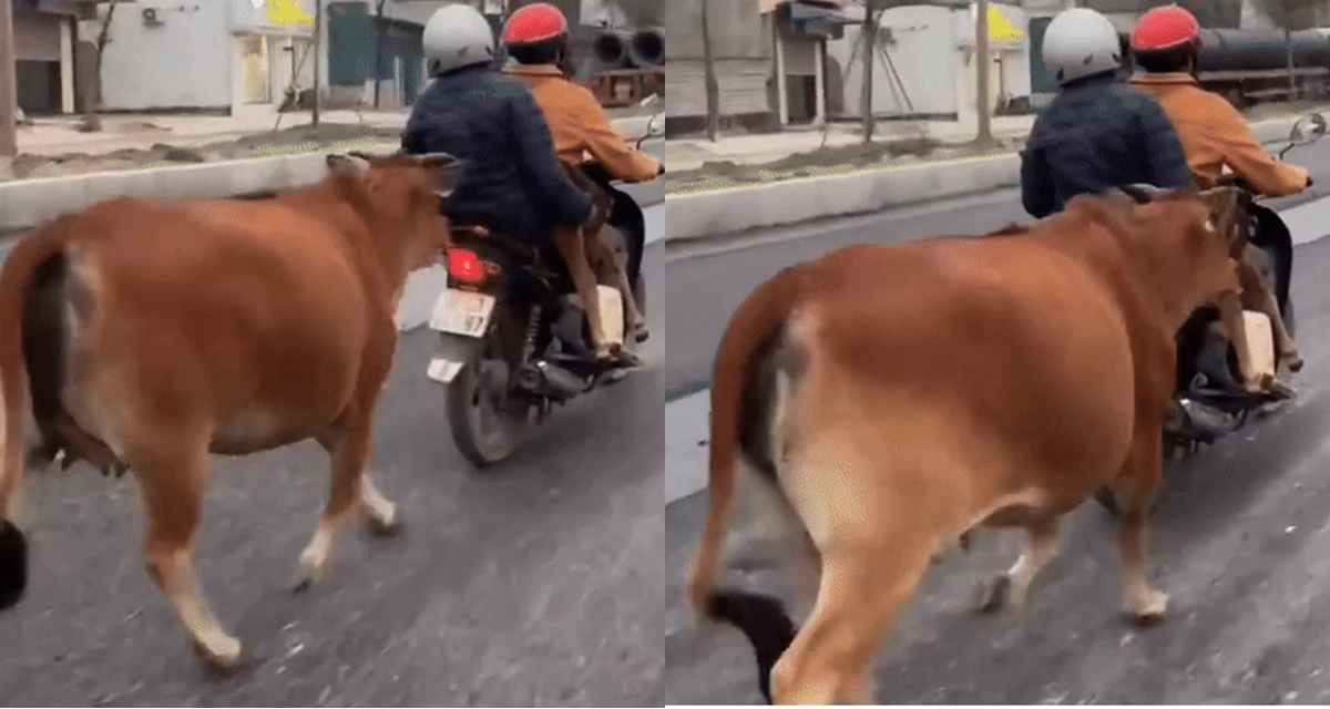 Thanh H&oacute;a: Clip b&ograve; mẹ đuổi theo xe m&aacute;y chở b&ograve; con bị g&atilde;y ch&acirc;n suốt 2 km khiến CĐM x&uacute;c động