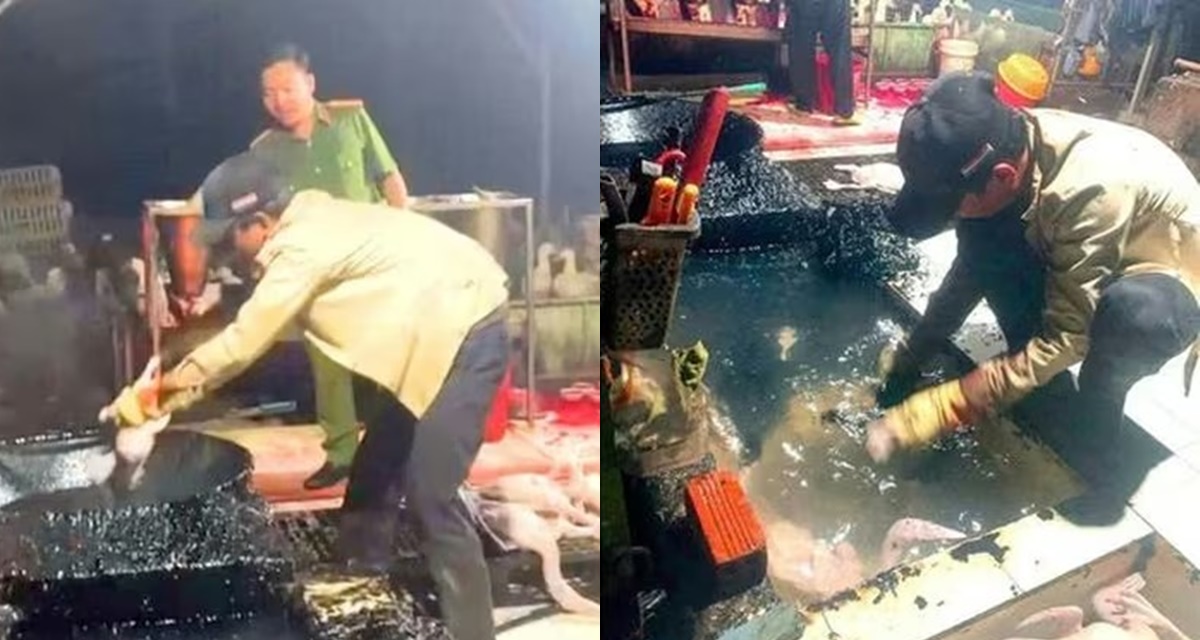 Ph&aacute;t hiện loại dung dịch b&iacute; ẩn trong l&ograve; giết mổ chui, h&ocirc; biến vịt trắng phau sau 1 lần nh&uacute;ng