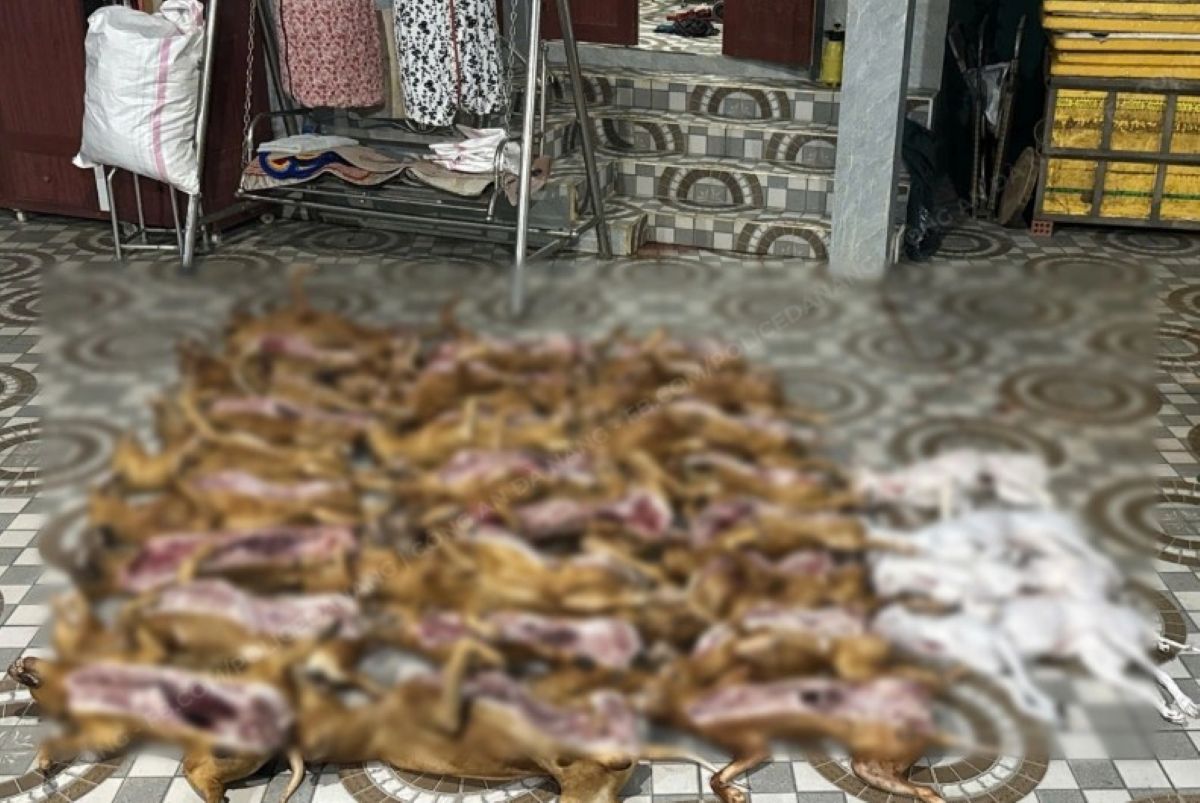 Đ&agrave; Nẵng: Ph&aacute;t hiện l&ograve; mổ ch&oacute; kh&ocirc;ng r&otilde; nguồn gốc xuất xứ, k&egrave;m th&ecirc;m ph&aacute;o hoa nổ vi phạm ph&aacute;p luật