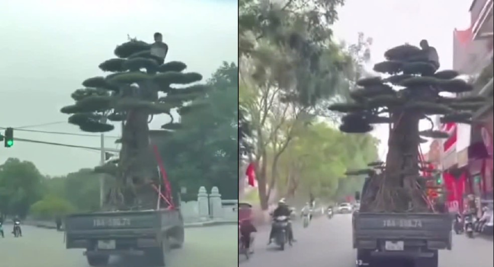 Danh t&iacute;nh t&agrave;i xế chở c&acirc;y cảnh v&agrave; người ở Ninh B&igrave;nh bị xử phạt 33 triệu v&agrave; trừ 2 điểm tr&ecirc;n giấy ph&eacute;p l&aacute;i xe