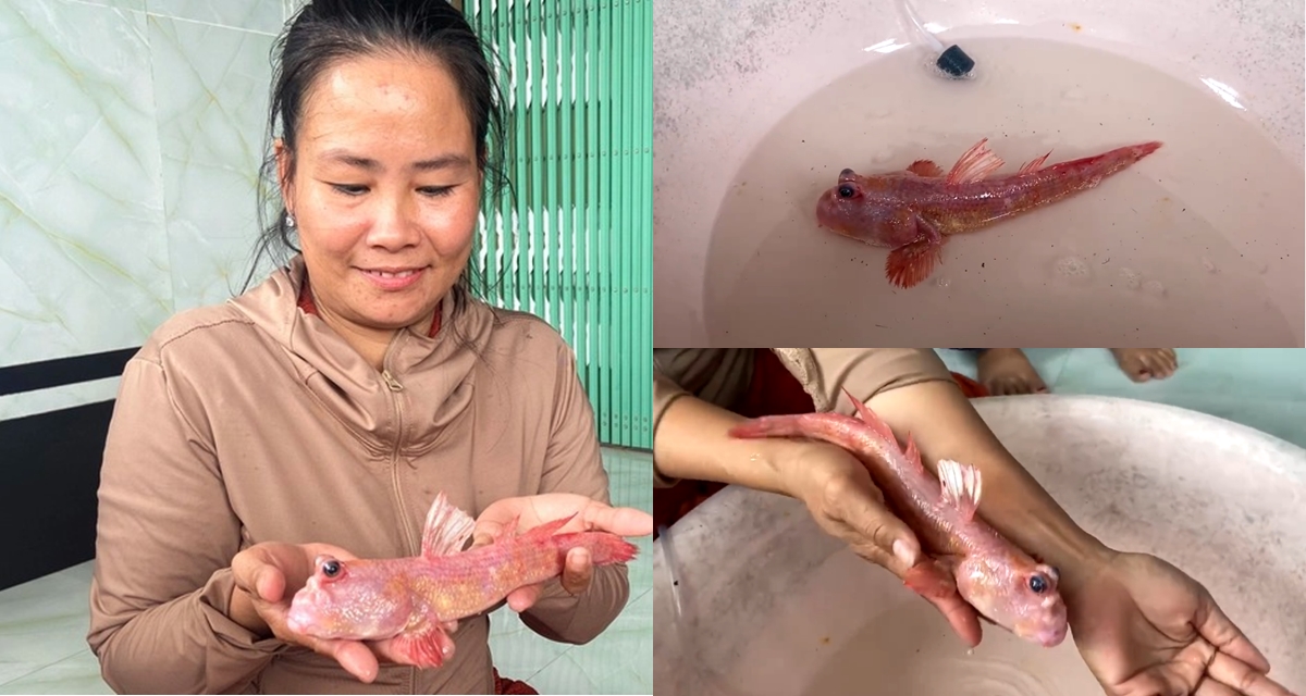 Người d&acirc;n C&agrave; Mau bắt được con c&aacute; m&agrave;u hồng độc lạ nhất h&agrave;nh tinh, ph&aacute;t s&aacute;ng giữa đ&ecirc;m