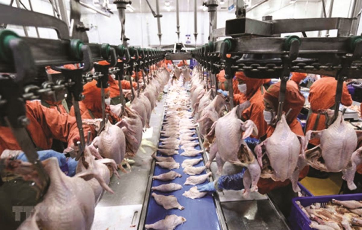 3 thương hiệu cung cấp thịt sạch \'từ trang trại đến b&agrave;n ăn\' sắp bị thanh tra, kh&ocirc;ng chỉ C.P Việt Nam