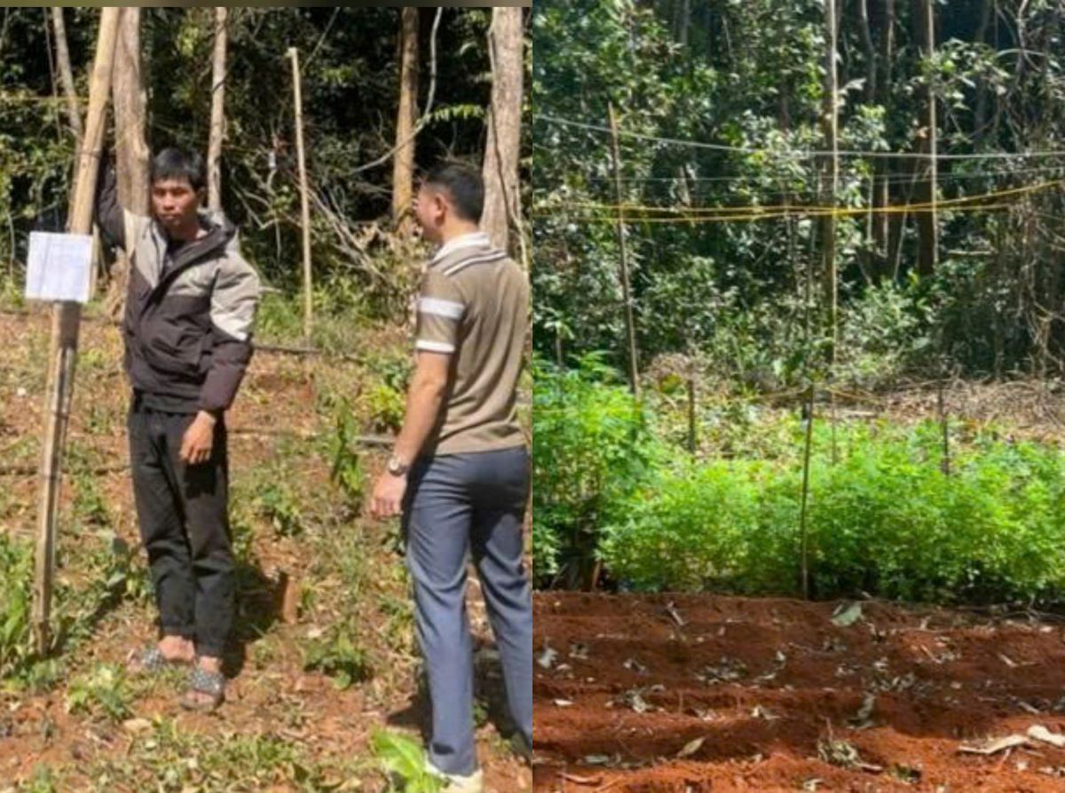 Lộ diện khu rừng trồng h&agrave;ng trăm c&acirc;y cấm tại L&acirc;m Đồng, chủ trồng bị xử l&yacute; h&igrave;nh sự