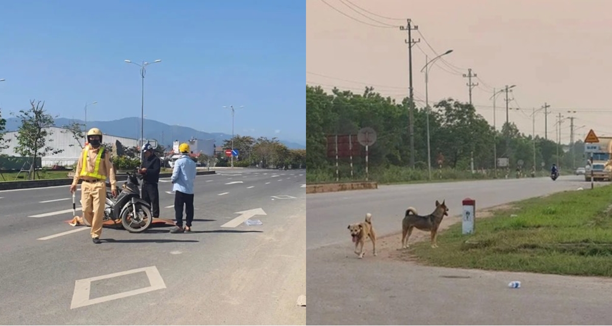Kh&aacute;nh H&ograve;a: Thả r&ocirc;ng ch&oacute; g&acirc;y tai nạn chết người, người chủ đối diện &aacute;n h&igrave;nh sự, h&igrave;nh phạt cực nặng?
