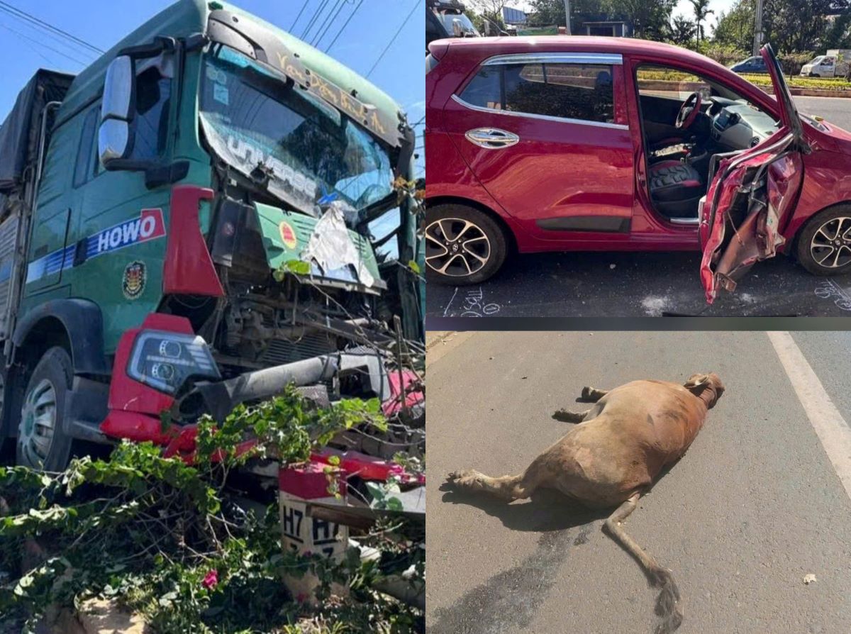Hiện trường kinh ho&agrave;ng xe tải &lsquo;đi&ecirc;n&rsquo; đại n&aacute;o ở Đắk Lắk: 3 con b&ograve; thương vong, &ocirc; t&ocirc; n&aacute;t đầu