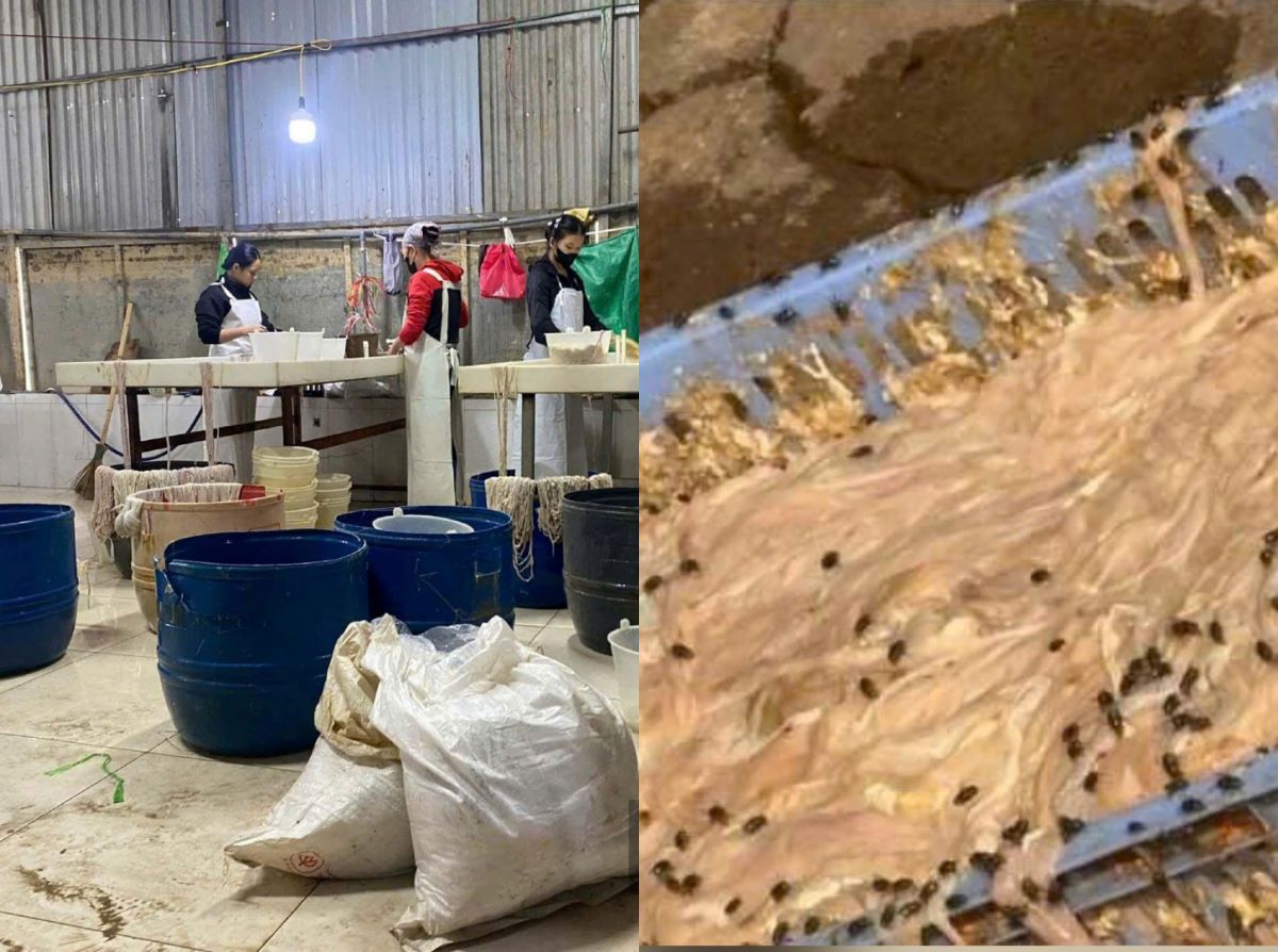 Cận cảnh &lsquo;c&ocirc;ng xưởng&rsquo; chế biến l&ograve;ng lợn bốc m&ugrave;i, ruồi nhặng b&acirc;u k&iacute;n ở Bắc Ninh