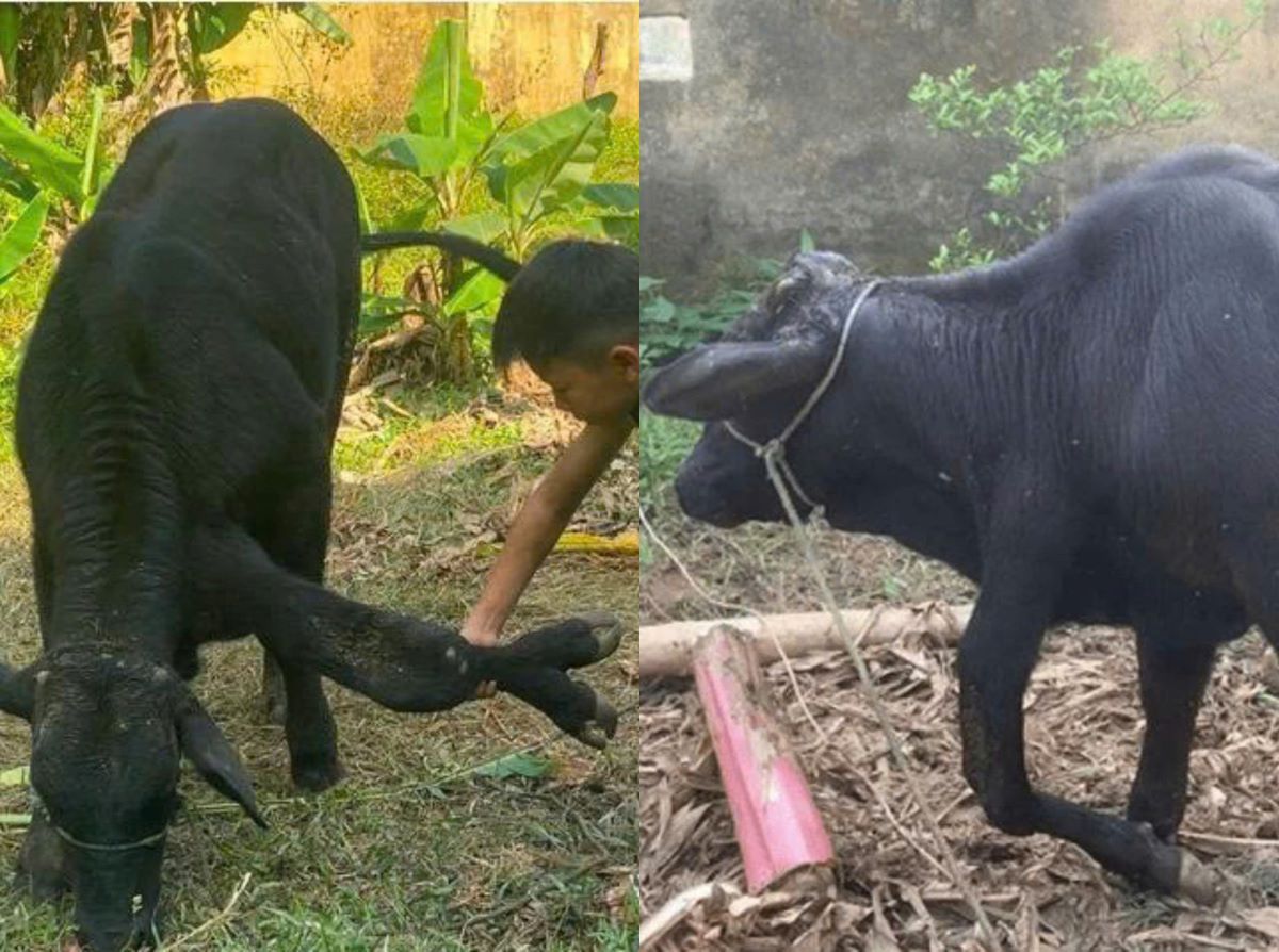 Cận cảnh con vật 6 ch&acirc;n kỳ lạ, kh&aacute;ch trả gần 1 tỷ đồng chủ nh&acirc;n vẫn lắc đầu, v&igrave; sao?