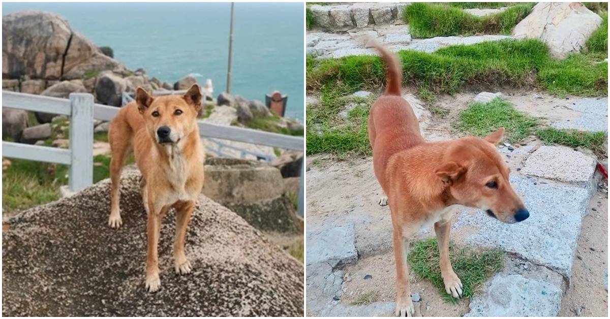 &lsquo;Cậu v&agrave;ng&rsquo; đang nổi tiếng nhất Ph&uacute; Y&ecirc;n hiện tại, được đ&aacute;nh gi&aacute; 5 sao bởi dịch vụ &lsquo;đỉnh&rsquo;