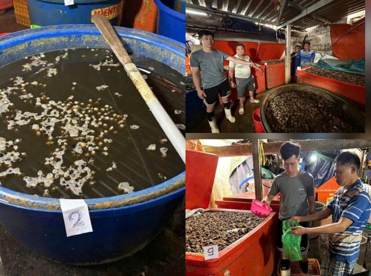 Cận cảnh &lsquo;l&ograve;&rsquo; ng&acirc;m ốc bươu bằng h&oacute;a chất x&acirc;y dựng: H&eacute; lộ lời khai r&uacute;ng động của &ocirc;ng tr&ugrave;m