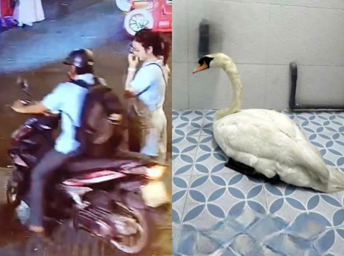 Vụ thi&ecirc;n nga Thảo Cầm Vi&ecirc;n S&agrave;i G&ograve;n bị mất: Lộ diện danh t&iacute;nh kẻ trộm từ manh mối một chiếc k&igrave;m sắt 