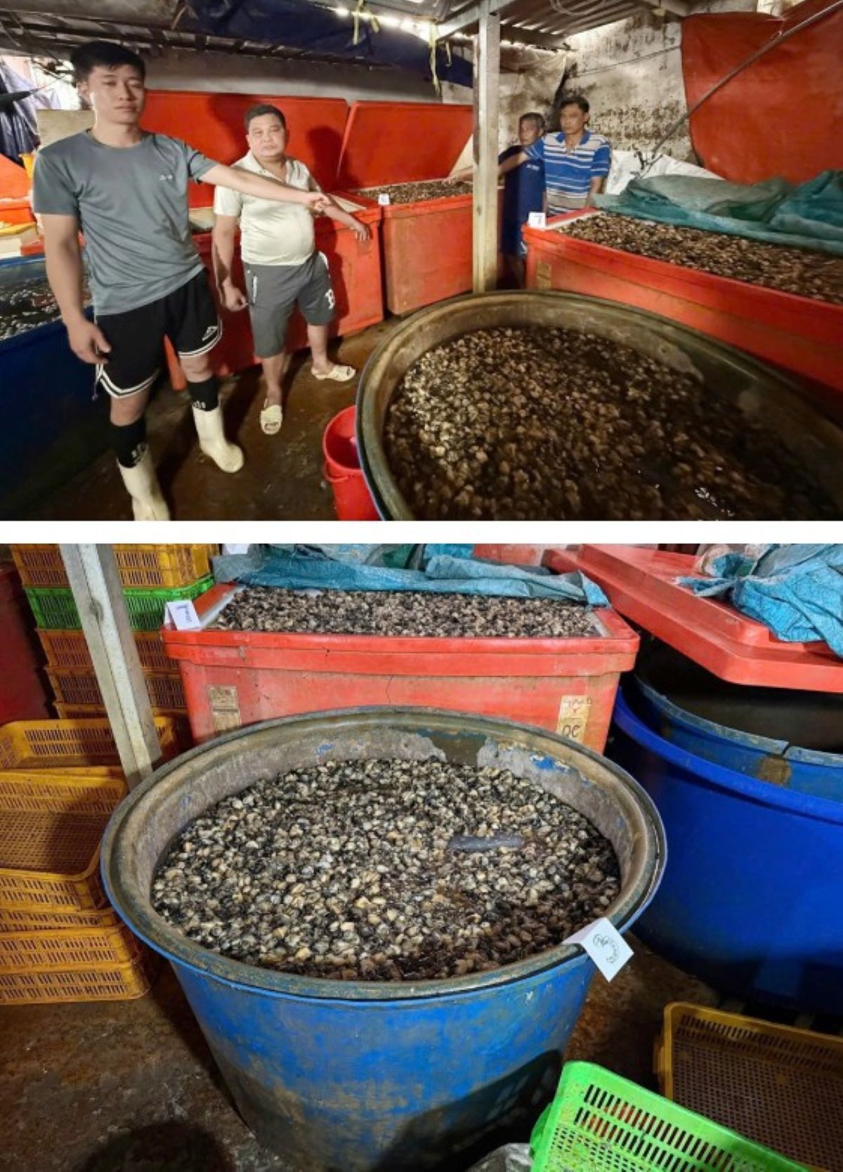 B&iacute; mật ph&iacute;a sau 3.000 tấn ốc ng&acirc;m h&oacute;a chất cực độc ở TP.HCM: Cảnh b&aacute;o hệ lụy sức khỏe nguy hiểm