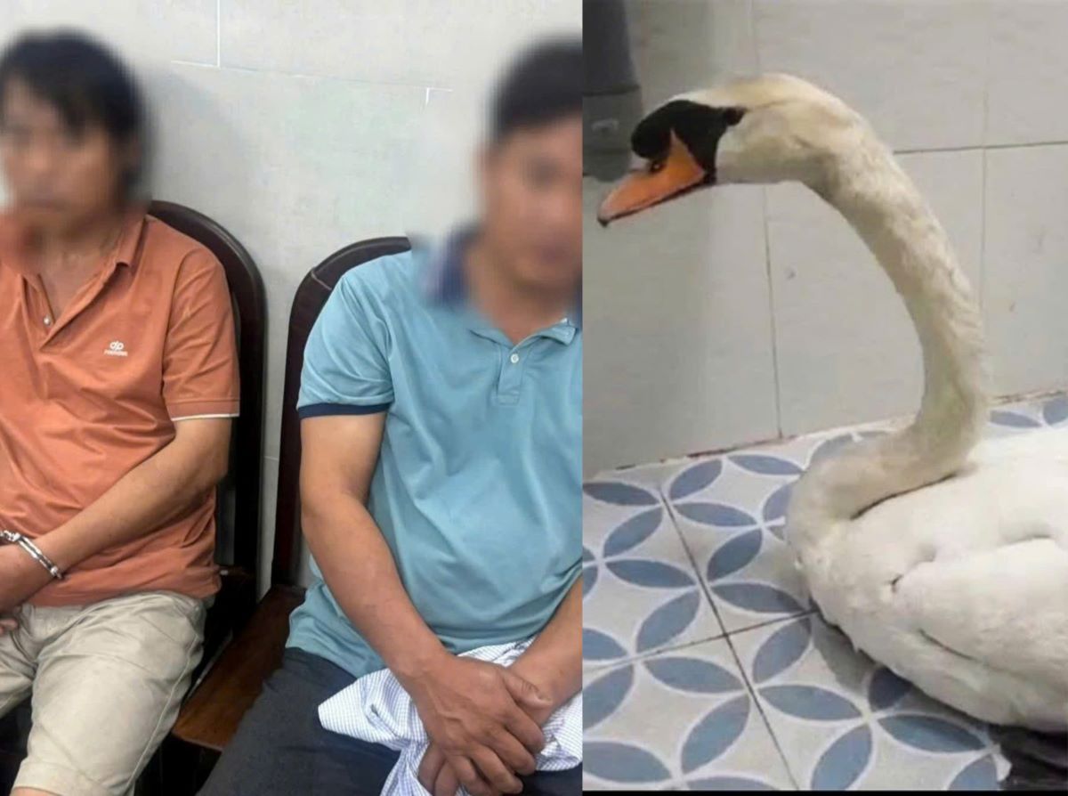 Mua thi&ecirc;n nga trộm từ Thảo cầm vi&ecirc;n gi&aacute; 2 triệu đồng để nh&acirc;n giống: &Yacute; đồ hay sự cố?