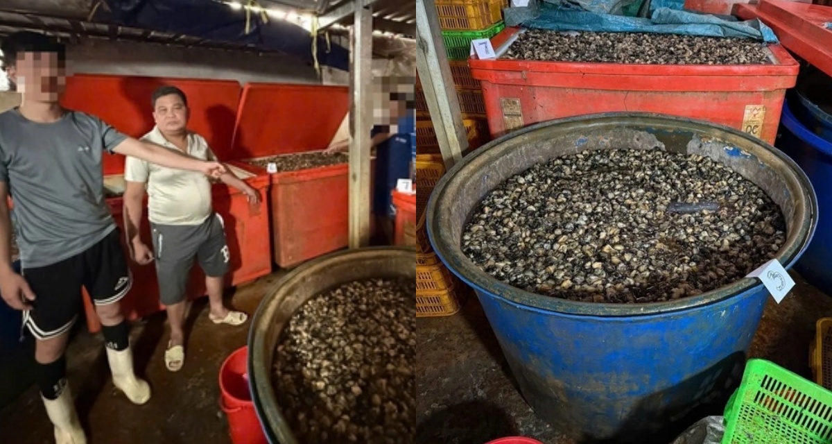 Vụ ốc bươu ng&acirc;m với \'thủy tinh lỏng\': Lộ quy tr&igrave;nh c&oacute; chủ đ&iacute;ch, ph&aacute; huỷ cơ thể ra sao? 