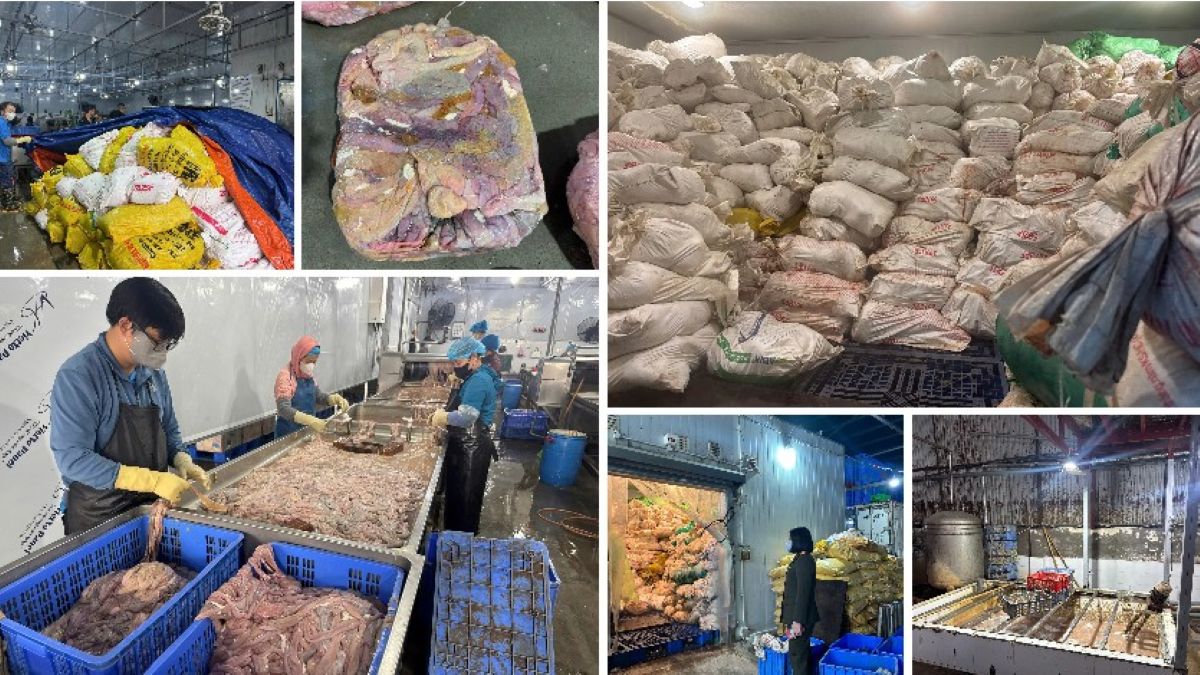 H&atilde;i h&ugrave;ng hơn 60 tấn l&ograve;ng lợn bốc m&ugrave;i nằm trong kho lạnh nhiều th&aacute;ng ở H&agrave; Nội, chờ tuồn ra thị trường