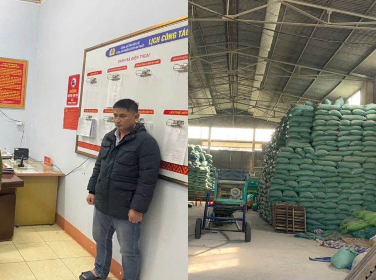 Phanh phui đường d&acirc;y \'ph&ugrave; ph&eacute;p\' l&uacute;a rẻ tiền th&agrave;nh ST25: H&agrave;ng trăm tấn giống giả bủa v&acirc;y thị trường