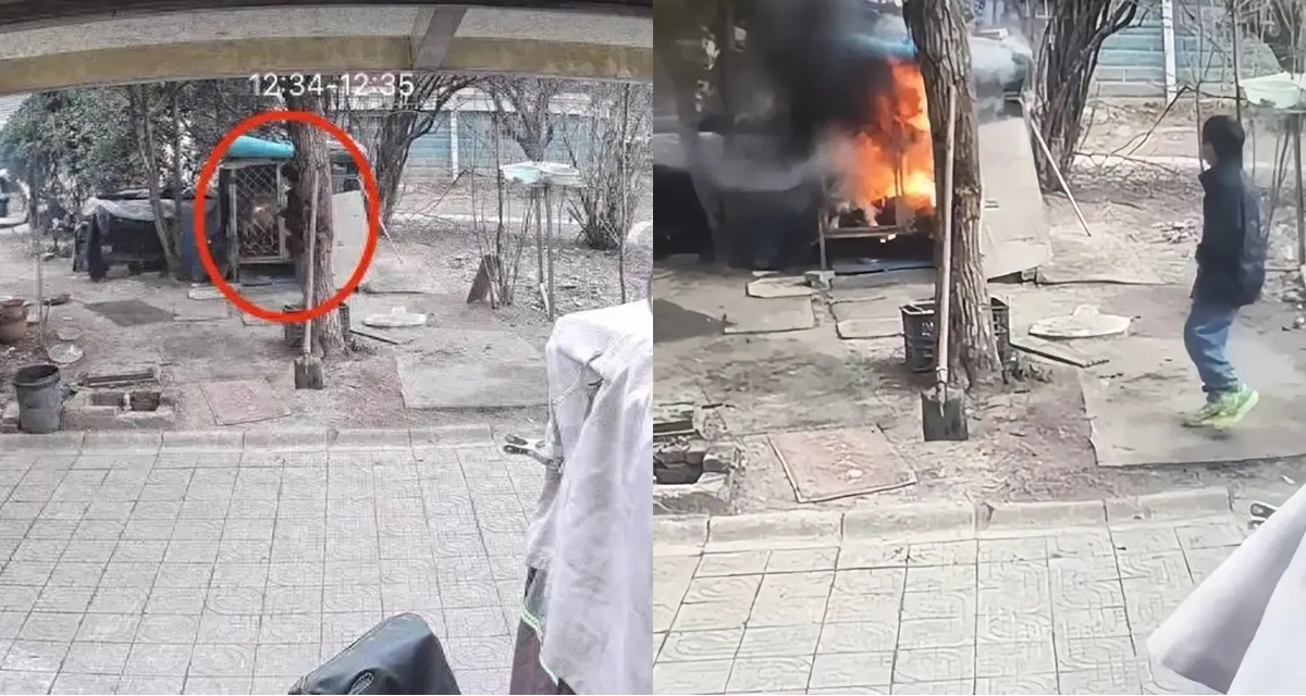 B&eacute; trai nghịch lửa thi&ecirc;u sống ch&oacute; Samoyed, người chủ từ chối h&ograve;a giải ri&ecirc;ng m&agrave; đưa y&ecirc;u cầu đặc biệt