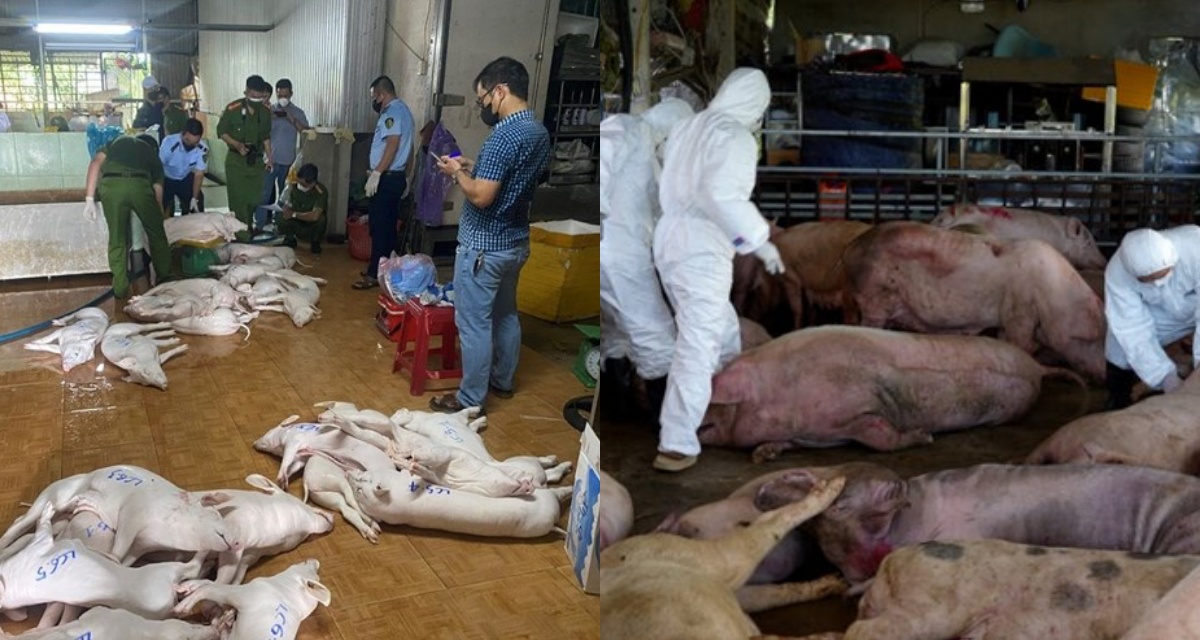 H&agrave;ng chục tấn thịt lợn bẩn su&yacute;t ra chợ Tết, C&ocirc;ng an Quảng Ng&atilde;i phanh phui đường d&acirc;y giết mổ tinh vi