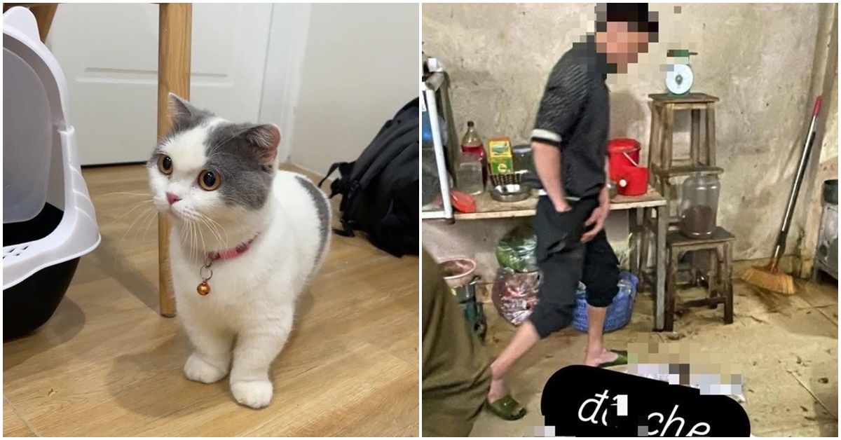 C&ocirc; g&aacute;i ph&aacute;t hiện m&egrave;o cưng trong l&ograve; mổ, chủ qu&aacute;n đ&ograve;i 6 triệu tiền chuộc nếu kh&ocirc;ng sẽ l&agrave;m 1 việc g&acirc;y phẫn nộ