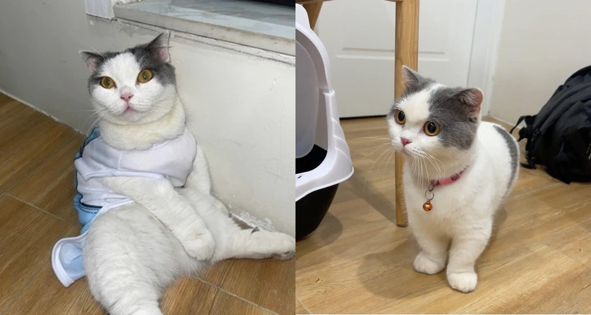 Danh t&iacute;nh người đ&agrave;n &ocirc;ng đe dọa c&ocirc; g&aacute;i bị mất m&egrave;o cưng, kh&ocirc;ng chuyển 7,5 triệu sẽ xẻ thịt cho xem