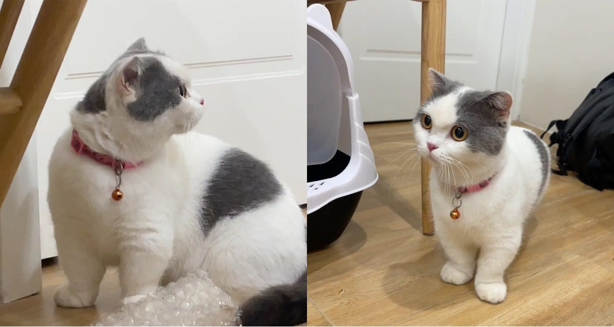 Vụ dọa xẻ thịt m&egrave;o rồi quay lại clip cho chủ nh&acirc;n xem để đ&ograve;i 7,5 triệu tiền chuộc: C&oacute; dấu hiệu h&igrave;nh sự