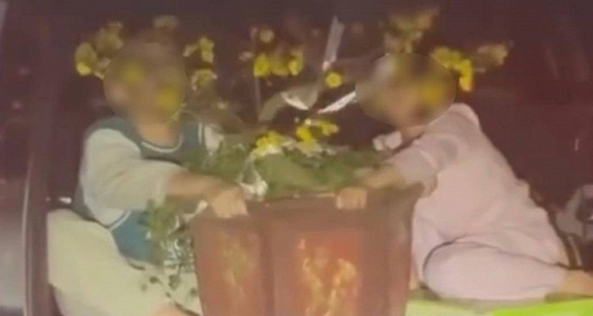 Gia đ&igrave;nh cho 2 b&eacute; nhỏ &ocirc;m chậu mai sau cốp xe mở toang, người lớn vẫn v&ocirc; tư cho xe chạy băng băng