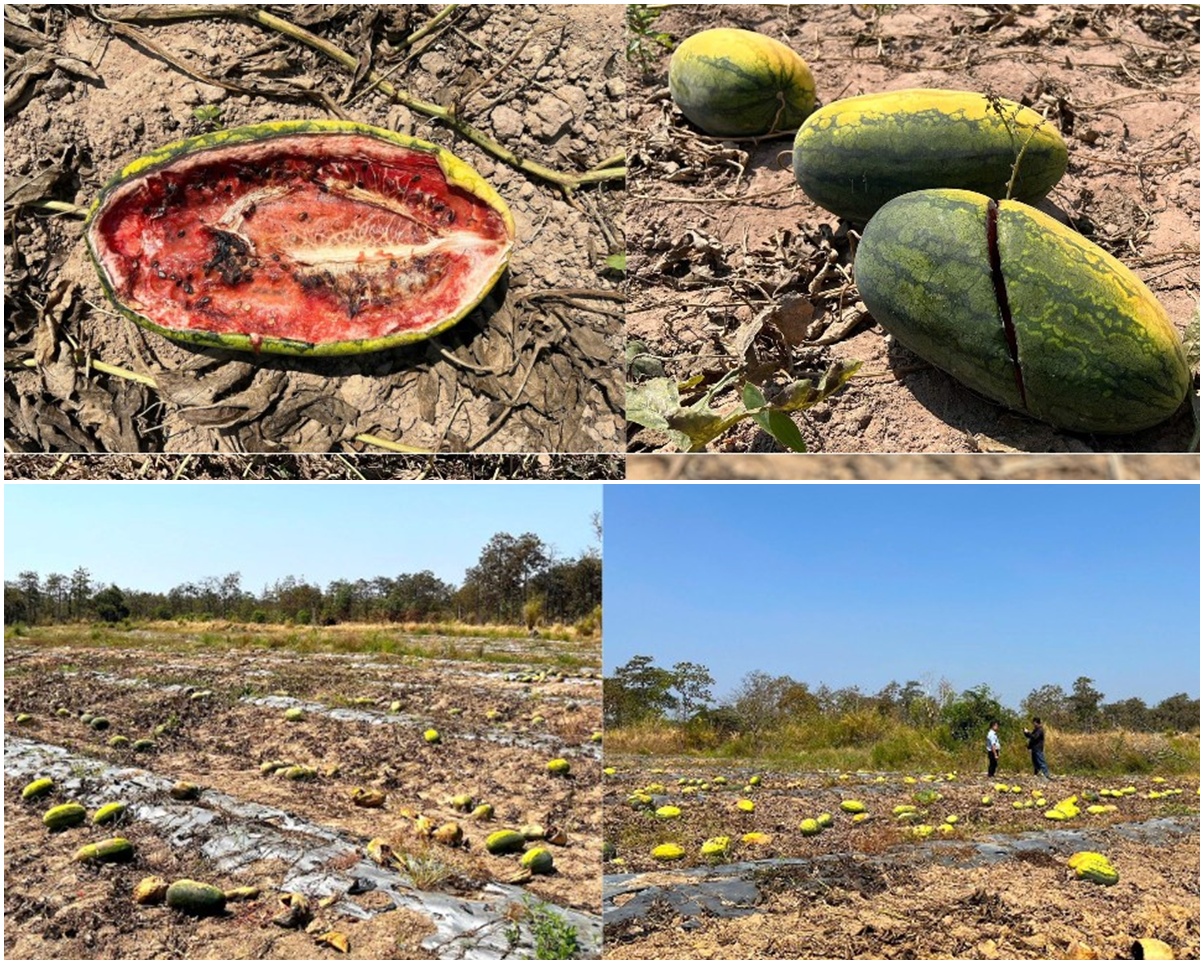 Nguy&ecirc;n nh&acirc;n đằng sau vụ 200 tấn dưa hấu tới độ thu hoạch nhưng bị bỏ thối, chỉ c&oacute; tr&acirc;u b&ograve; tới ăn