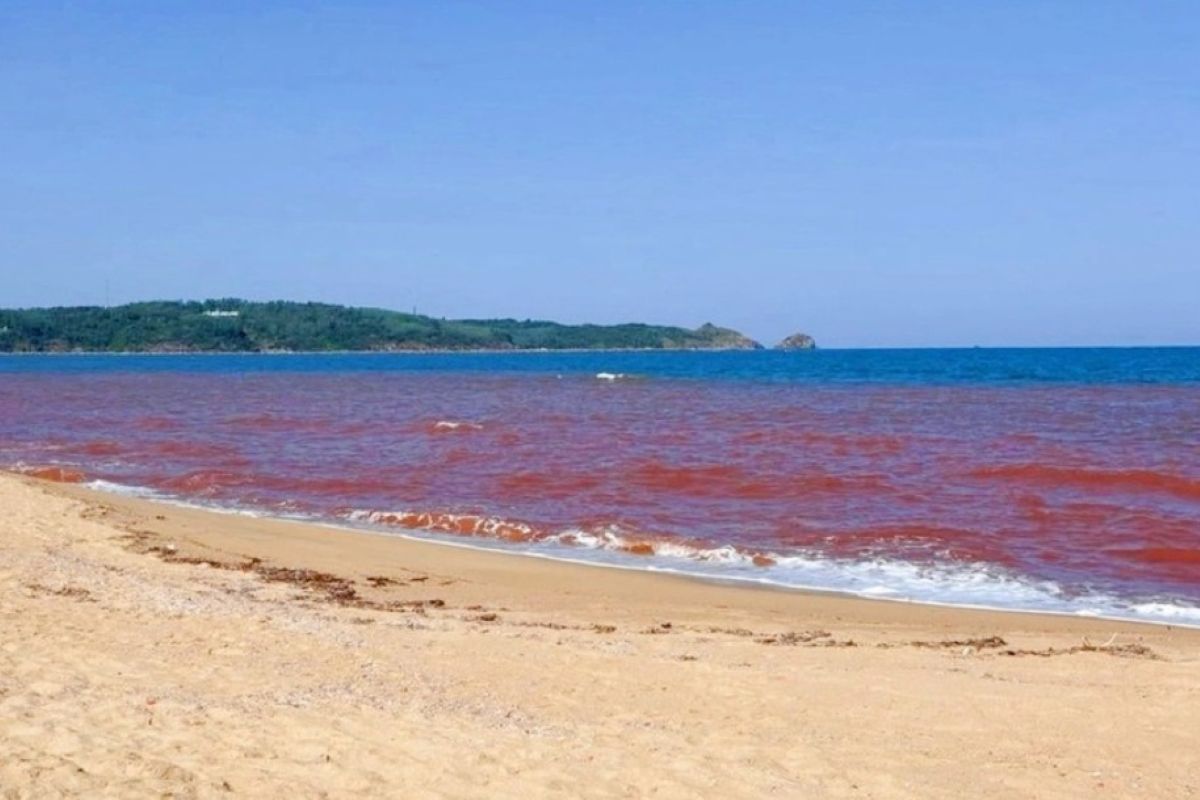 Hơn 1km nước biển chuyển th&agrave;nh m&agrave;u n&acirc;u đỏ ở Gia Lai: Cơ quan chức năng v&agrave;o cuộc x&aacute;c minh