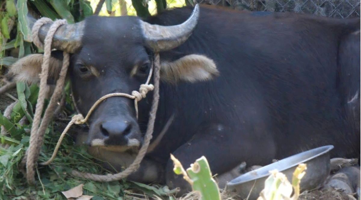 Con tr&acirc;u \'đi&ecirc;n\' h&uacute;c 2 người bị thương đ&atilde; chạy sang L&agrave;o, t&igrave;nh h&igrave;nh c&aacute;c nạn nh&acirc;n sau sự cố?
