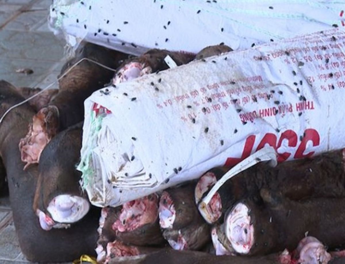 Kiểm tra 2 kho lạnh ở Thanh H&oacute;a: Ph&aacute;t hiện gần 6 tấn đu&ocirc;i, ch&acirc;n tr&acirc;u b&ograve; bốc m&ugrave;i kh&oacute; chịu