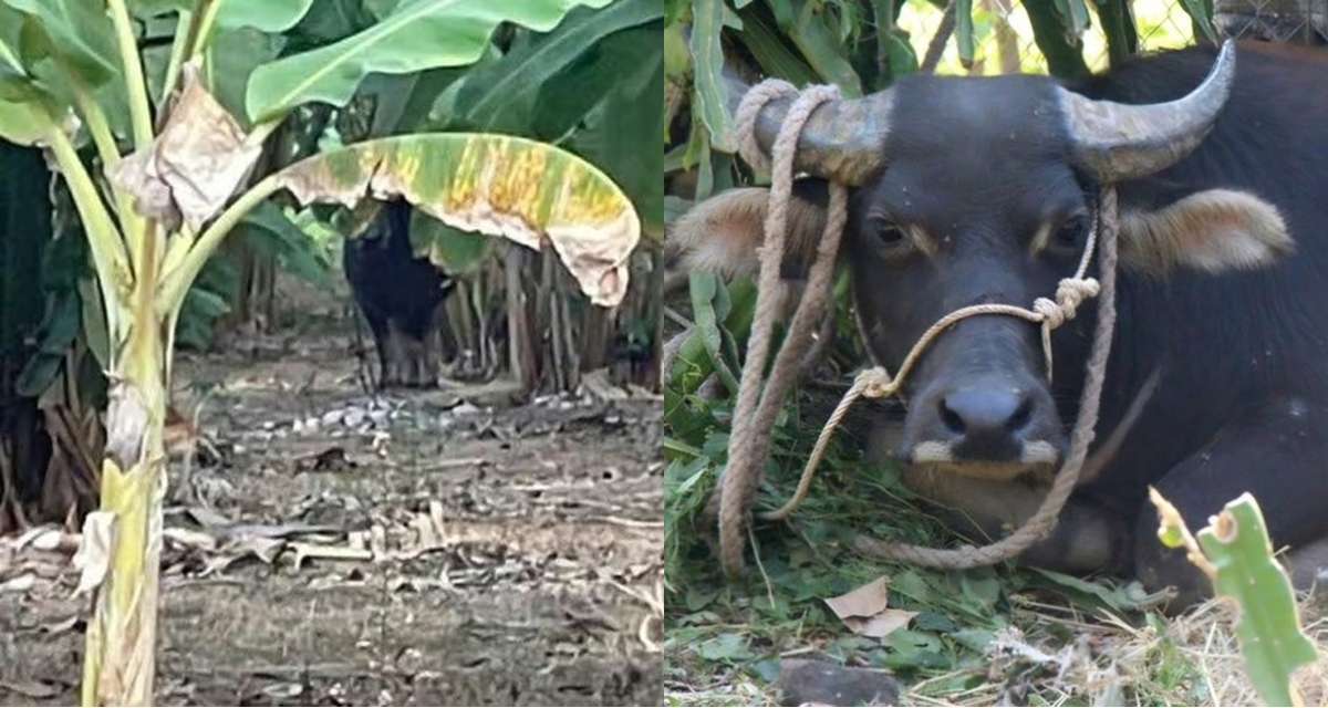 &lsquo;Tr&acirc;u đi&ecirc;n&rsquo; ở Quảng Trị h&uacute;c 2 người bị thương rồi &lsquo;vượt bi&ecirc;n&rsquo; sang L&agrave;o, ai sẽ l&agrave; người chịu tr&aacute;ch nhiệm?