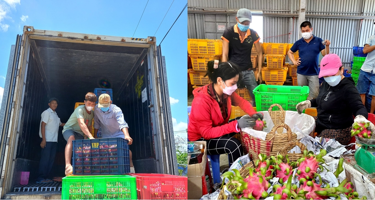 L&yacute; do nhiều nh&agrave; kho T&acirc;y Ninh đồng loạt hủy hợp đồng mua thanh long, chấp nhận đền tiền, bỏ h&agrave;ng