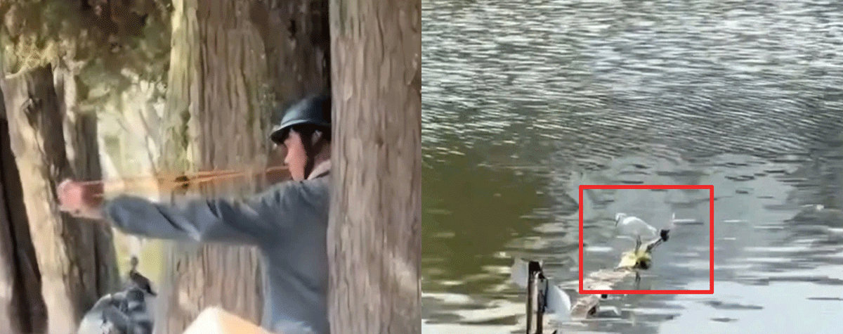 Danh t&iacute;nh thanh ni&ecirc;n d&ugrave;ng n&aacute; cao su bắn chim giữa phố Đ&agrave; Lạt, h&agrave;nh hung 1 ph&oacute;ng vi&ecirc;n khi bị nhắc nhở