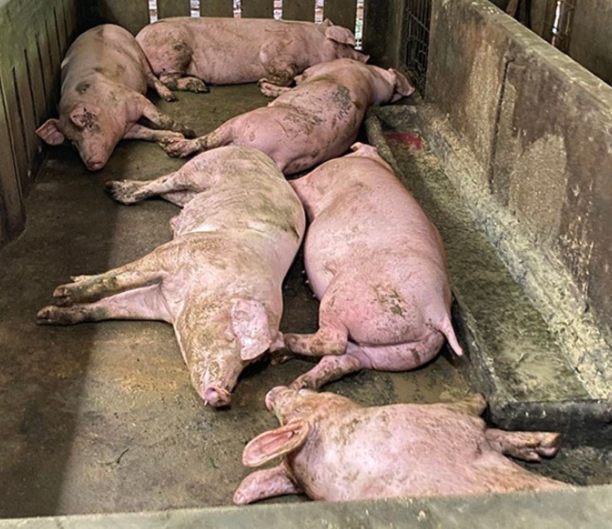 Sau khi phanh phui đường d&acirc;y lợn bệnh quy m&ocirc; lớn: Thủ tướng y&ecirc;u cầu Bộ C&ocirc;ng an xử l&yacute; n&oacute;ng