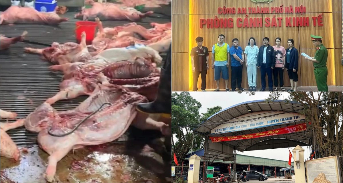 H&eacute; lộ c&aacute;ch 300 tấn thịt lợn bệnh ở H&agrave; Nội &lsquo;qua mặt&rsquo; kiểm dịch