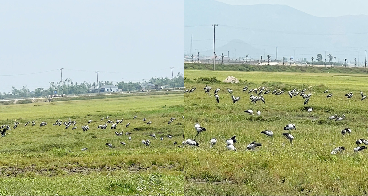 X&aacute;c định được đ&agrave;n chim lạ h&agrave;ng trăm con bất ngờ k&eacute;o đến H&agrave; Tĩnh, cơ quan chức năng khuyến c&aacute;o khẩn