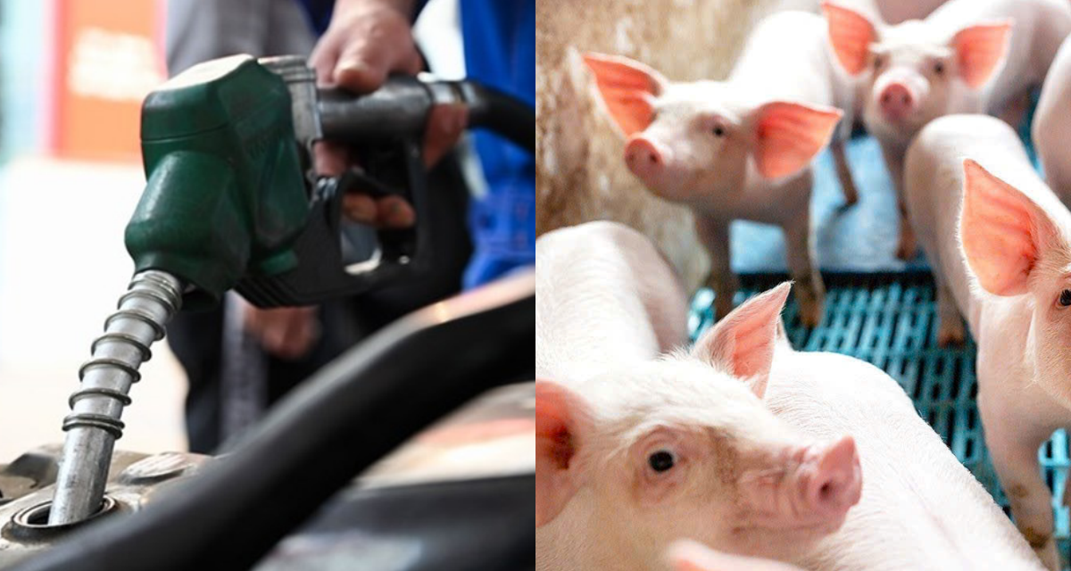 Gi&aacute; xăng dầu h&ocirc;m nay dự b&aacute;o tăng lại theo mức n&agrave;o? Gi&aacute; heo hơi 29/4 diễn biến đ&aacute;ng mừng tr&ecirc;n cả nước