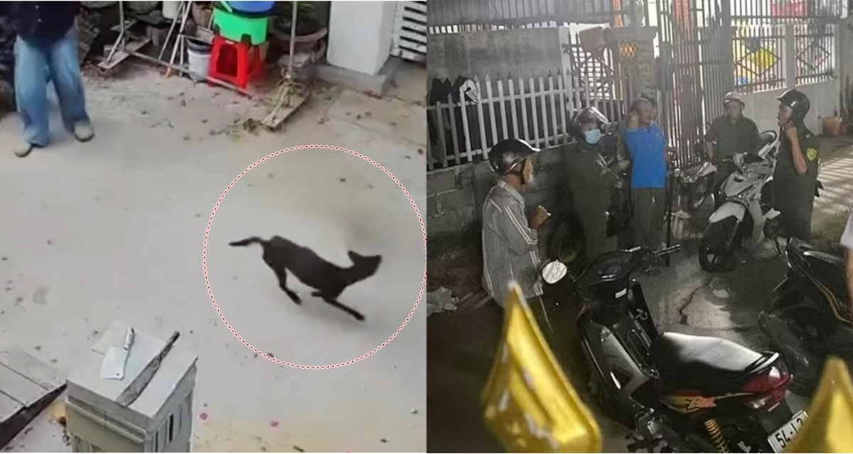 12 người ở L&acirc;m Đồng bị ch&oacute; nghi mắc bệnh dại tấn c&ocirc;ng, camera ghi lại cảnh tượng con vật lao v&agrave;o
