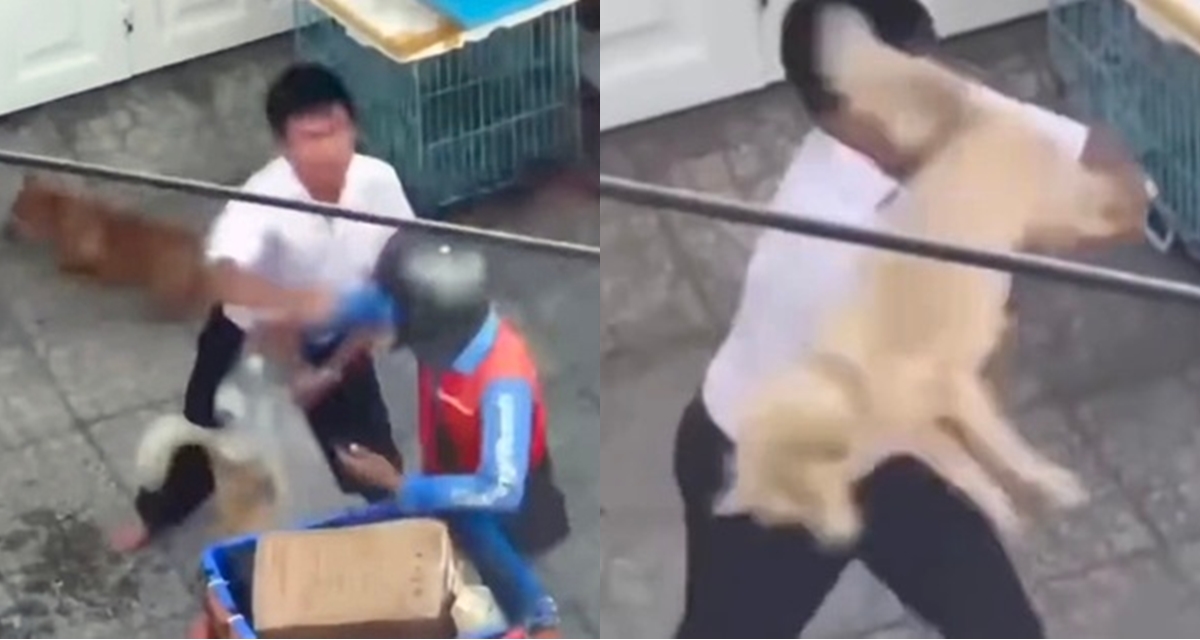 C&ocirc;ng an th&ocirc;ng tin vụ người đ&agrave;n &ocirc;ng d&ugrave;ng ch&oacute; quật v&agrave;o người shipper ở TP HCM, đ&atilde; r&otilde; nguồn cơn