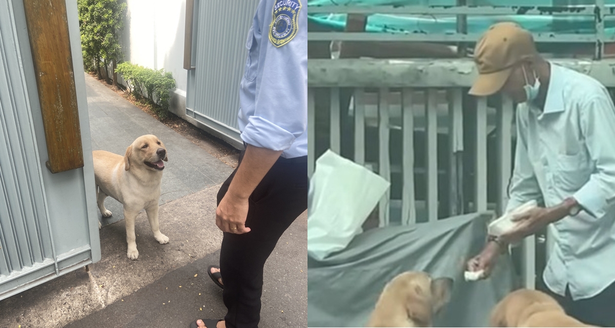 Sự thật bất ngờ về cụ &ocirc;ng nhặt ve chai nu&ocirc;i ch&oacute; nh&agrave; gi&agrave;u ở TP HCM: Cuộc sống cụ &ocirc;ng kh&aacute;c xa lời đồn