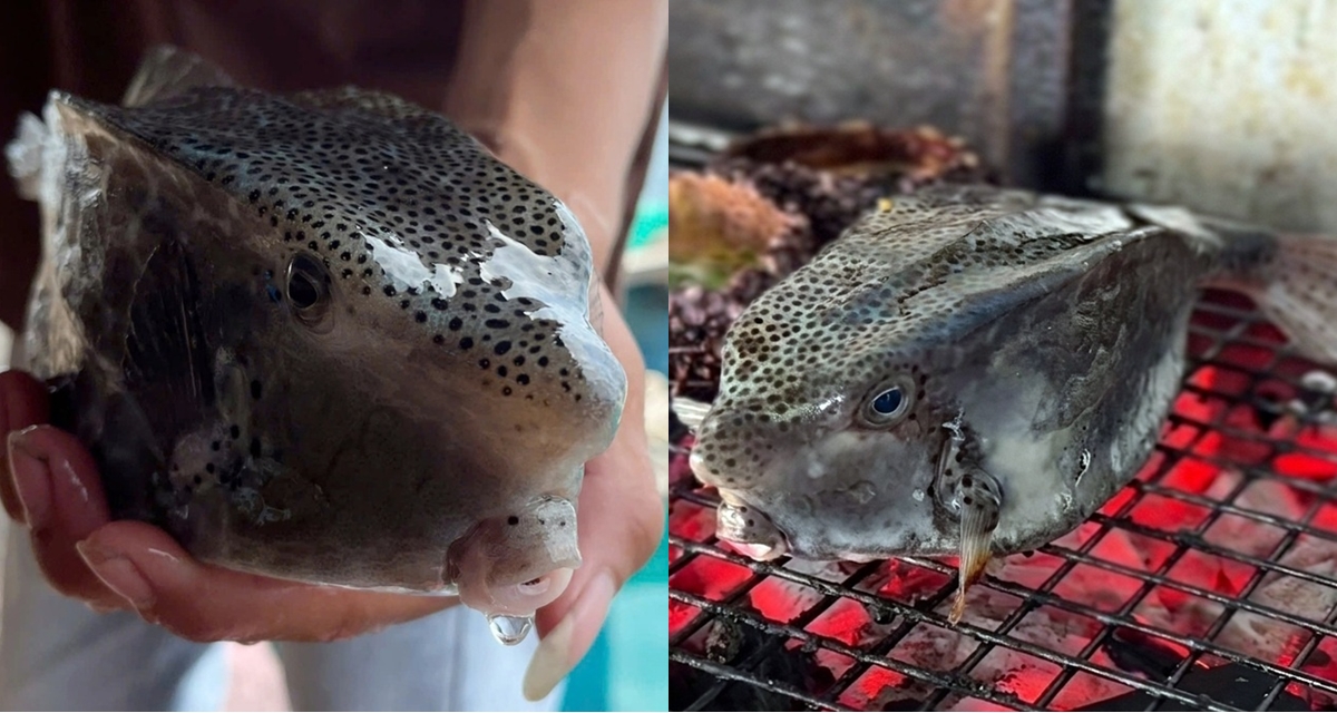 Du kh&aacute;ch H&agrave; Nội tố bị &lsquo;chặt ch&eacute;m&rsquo; con c&aacute; gần 3 triệu đồng/kg, c&aacute;c chủ nh&agrave; h&agrave;ng ở Nha Trang l&ecirc;n tiếng