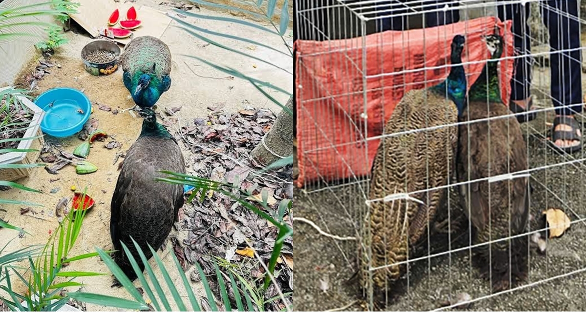 C&aacute;i kết kh&ocirc;ng ai ngờ đến vụ nhặt được 2 con chim lạ ở Nghệ An khiến người phụ nữ &lsquo;mất ăn mất ngủ&rsquo;