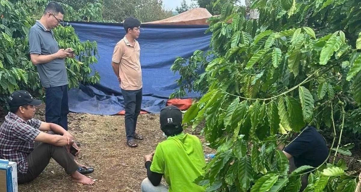 Ph&aacute;t hiện người phụ nữ tử vong trong tư thế nằm sấp ở rẫy c&agrave; ph&ecirc;, nghi phạm l&agrave; người th&acirc;n cận nhất