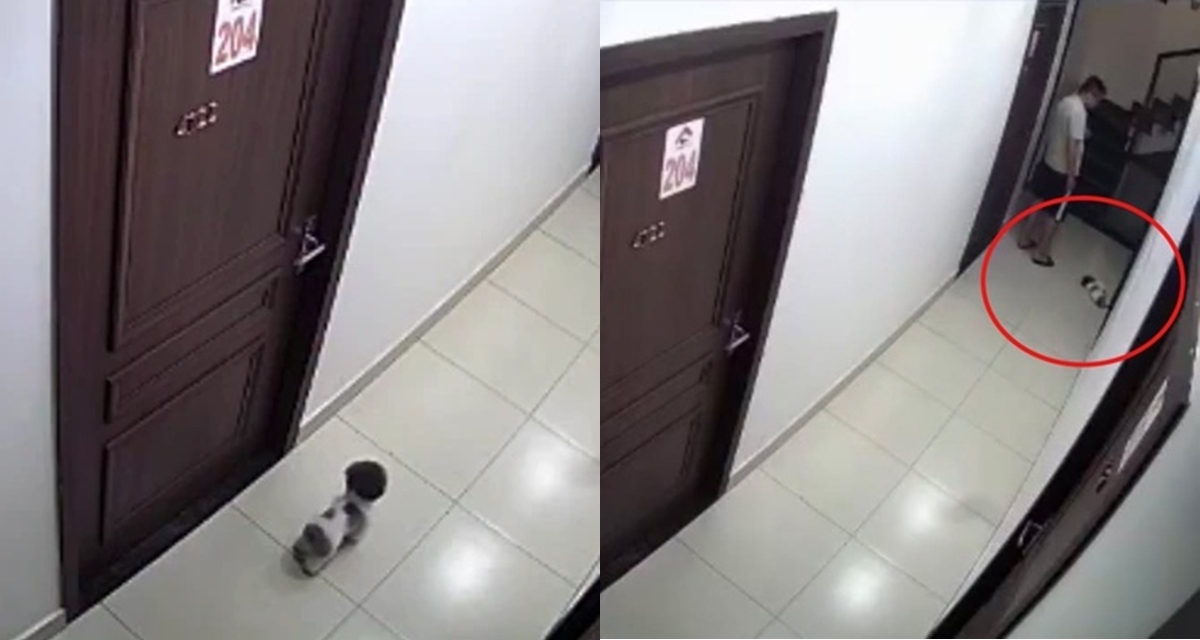 Lời giải th&iacute;ch của nam thanh ni&ecirc;n đ&aacute; chết ch&uacute; ch&oacute; nhỏ rồi thản nhi&ecirc;n cho v&agrave;o th&ugrave;ng r&aacute;c chung cư